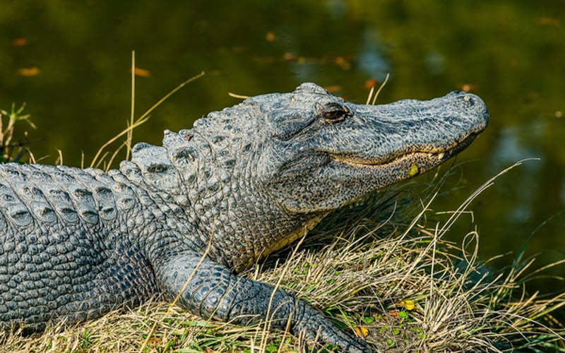 Alligator Adventure at Barefoot Landing — one of the world's largest reptile parks, 5 minutes away